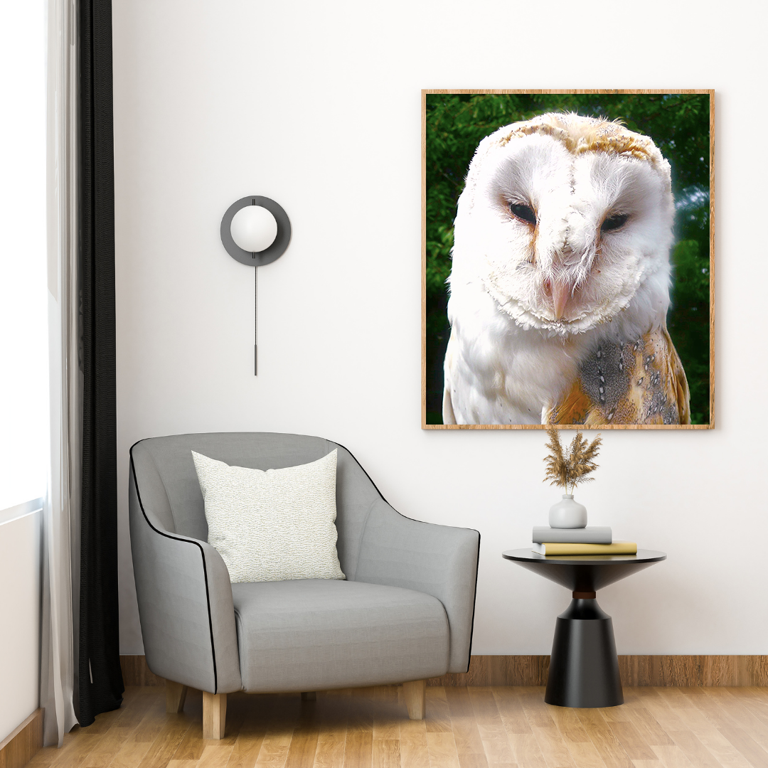 Hoo-Hoo Owl original abstract contextualised office art modern decor photo print by Blair Montague Drake